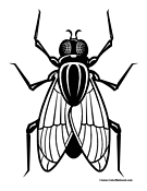 Fly Coloring Page 3
